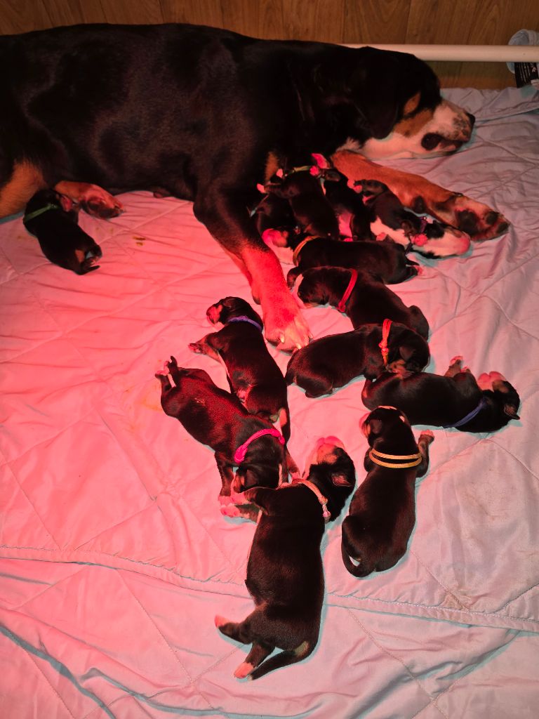 chiot Grand bouvier suisse Des Anges D'ambre