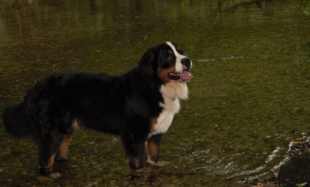 Rollo de La Vallée Du P'tit R'eve