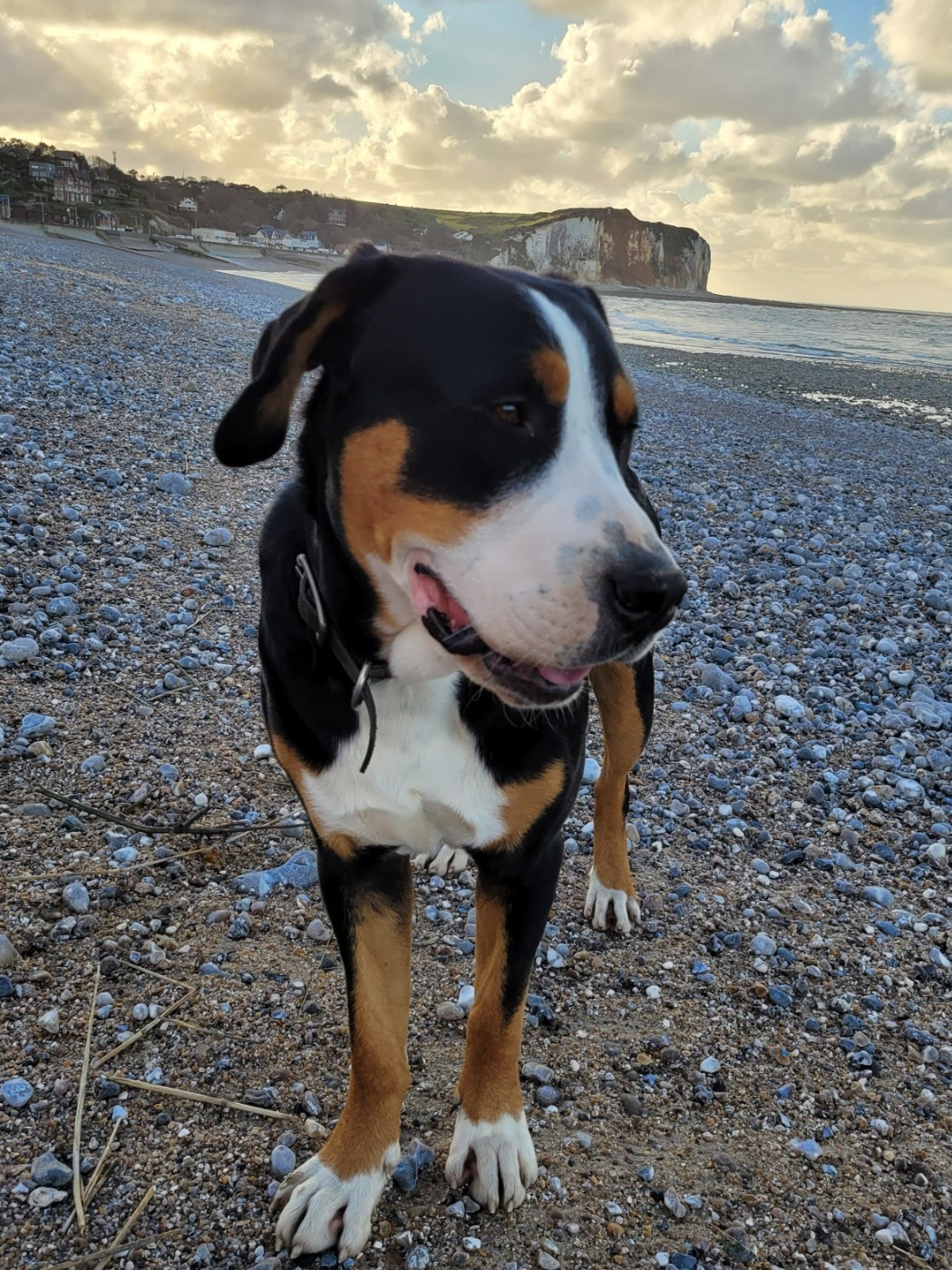 Varech Des Anges D'ambre