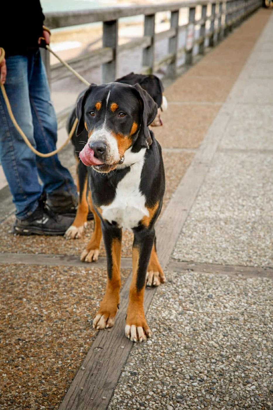Valjean Des Anges D'ambre