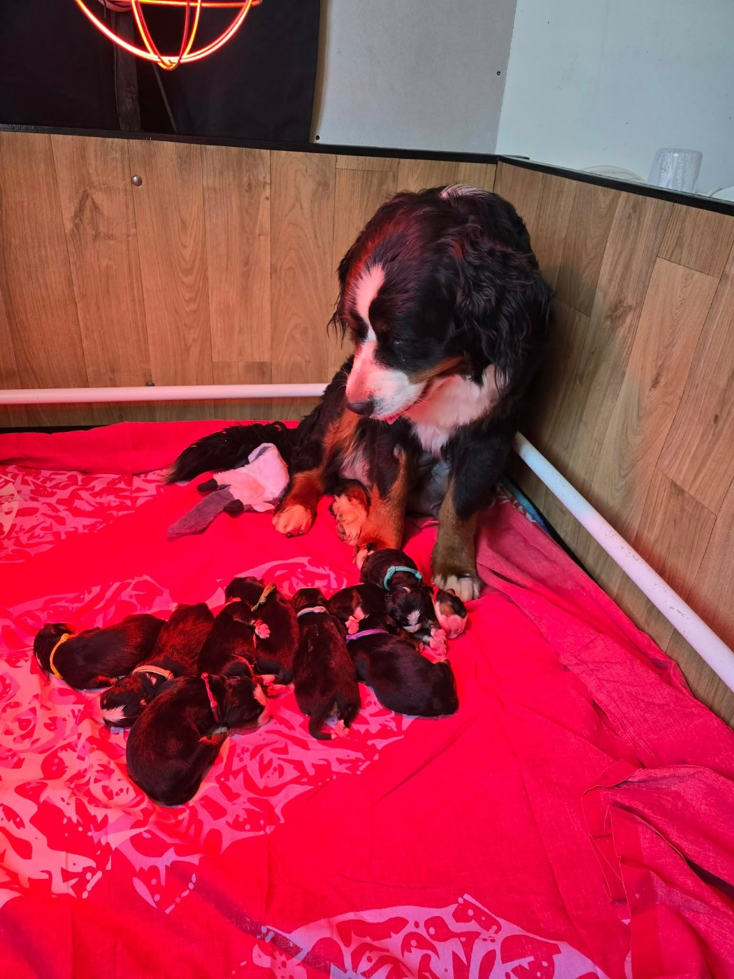 Les chiots sont arrivés