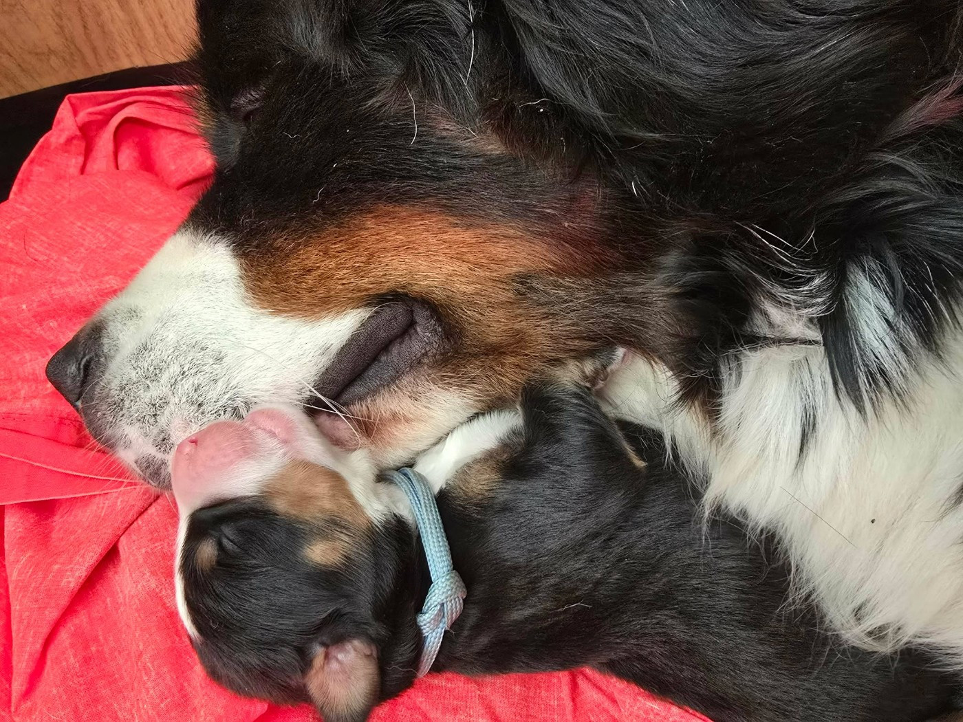 Des Anges D'ambre - Chiots disponibles - Bouvier Bernois