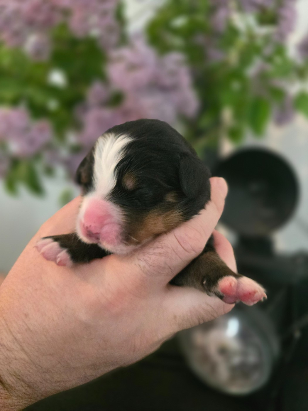 Des Anges D'ambre - Chiots disponibles - Bouvier Bernois