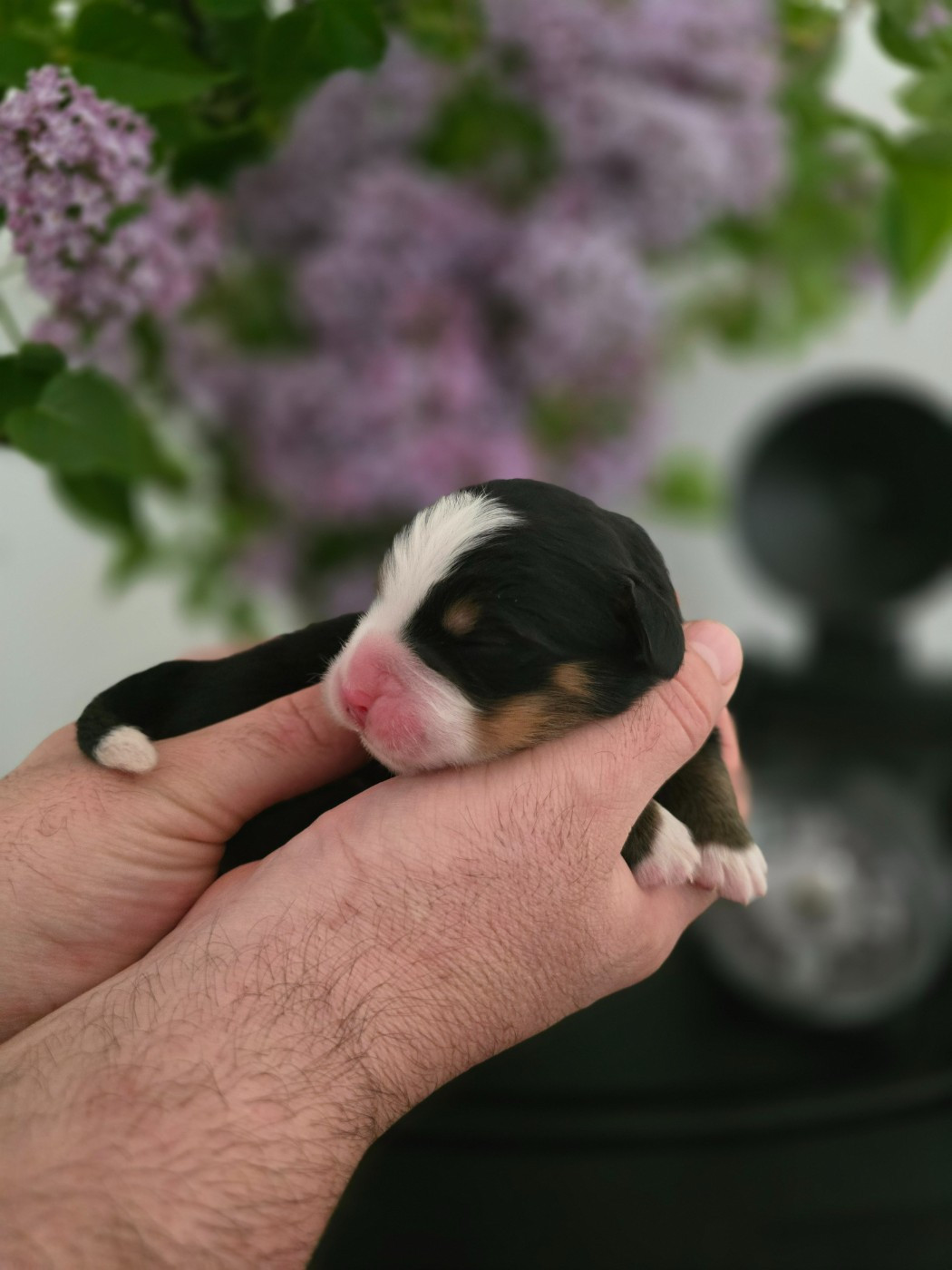 Des Anges D'ambre - Chiots disponibles - Bouvier Bernois