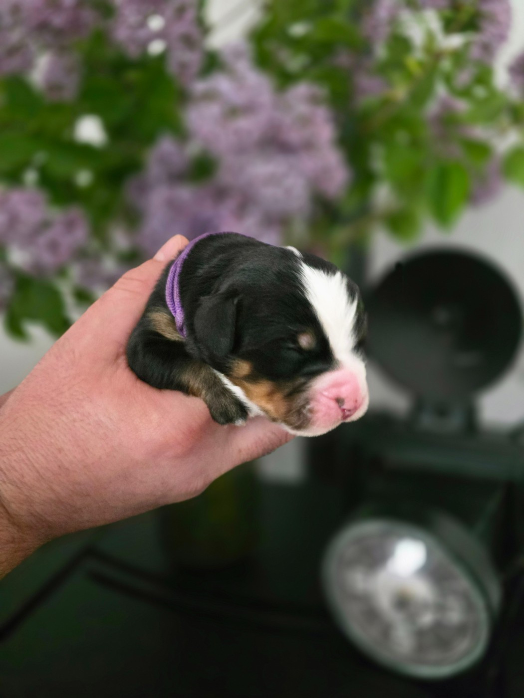 Des Anges D'ambre - Chiots disponibles - Bouvier Bernois