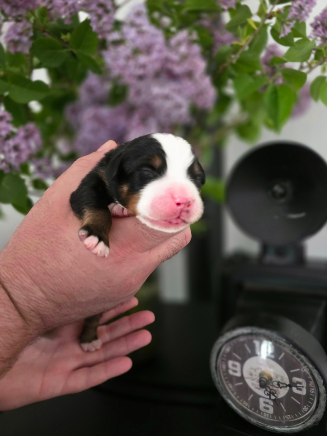 Des Anges D'ambre - Chiots disponibles - Bouvier Bernois
