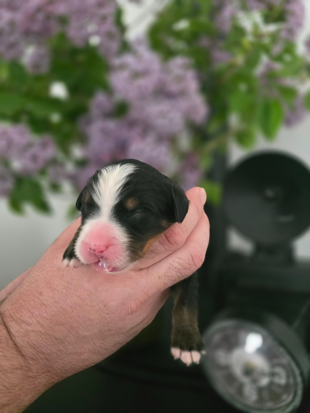 Des Anges D'ambre - Chiots disponibles - Bouvier Bernois