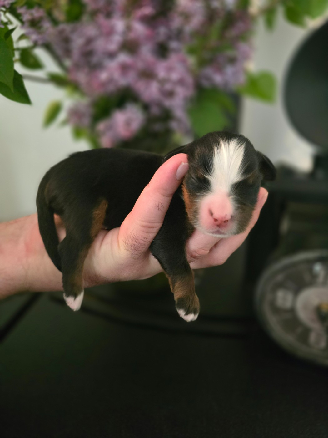 Des Anges D'ambre - Chiots disponibles - Bouvier Bernois