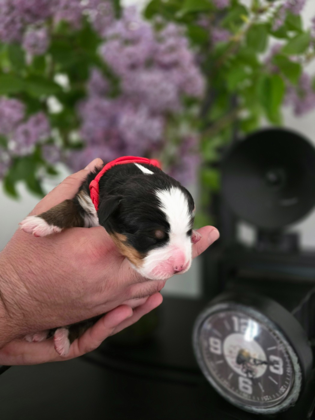 Des Anges D'ambre - Chiots disponibles - Bouvier Bernois