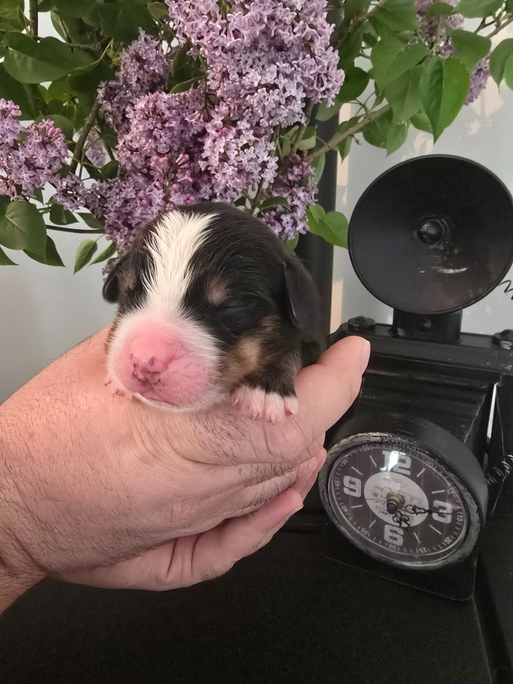 Des Anges D'ambre - Chiots disponibles - Bouvier Bernois