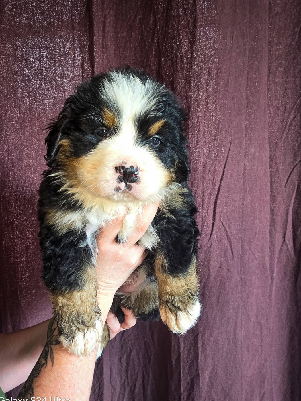 Des Anges D'ambre - Chiots disponibles - Bouvier Bernois