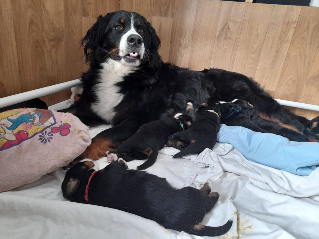 Chiot Bouvier Bernois Des Anges D'ambre